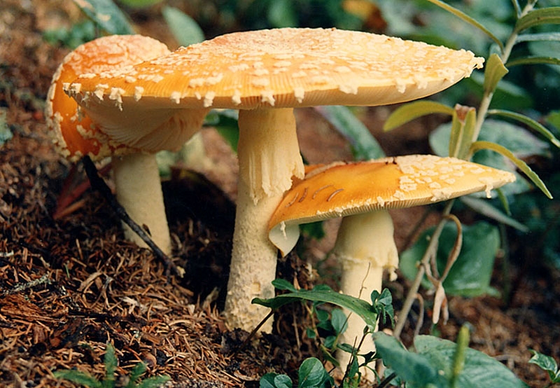 Photogenic mushrooms