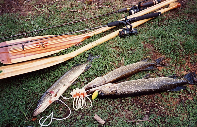 Fresh pike for dinner!