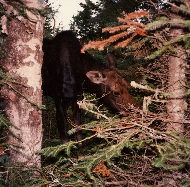 Hello, Bullwinkle!