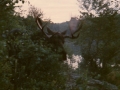 Early morning moose visit