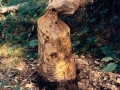 Beaver-cut tree