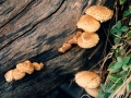 Photogenic fungus