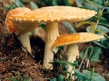 Photogenic mushrooms