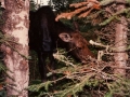 Hello, Bullwinkle!