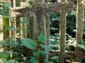 Cemetery Island grave sites