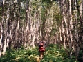 Isle Royale Backpacking