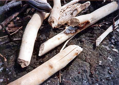 Beaver-Cut Driftwood at Siskiwit