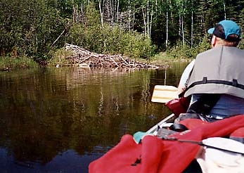 Beaver Lodge Elsewhere