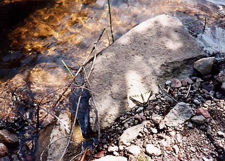 Butterfly at Water's Edge