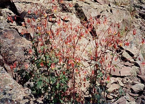Columbines Against Rocks