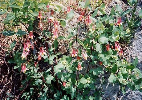 Columbines Against Rocks