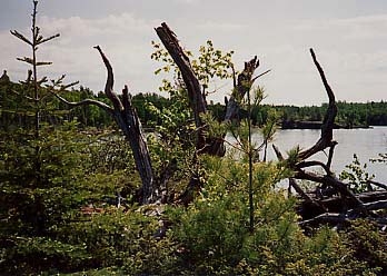Island View - Siskiwit Lake