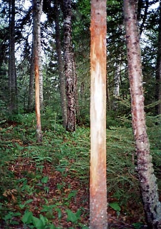 Moose-Rubbed Tree