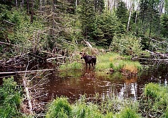 Moose near Chickenbone Lake