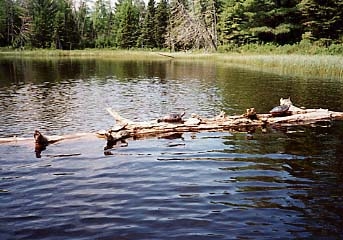 Turtles on Log