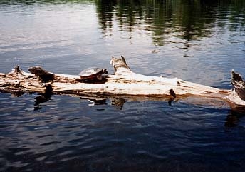 Turtles on Log
