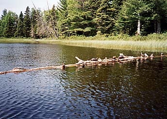 Turtles on Log