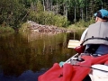 Beaver Lodge Elsewhere