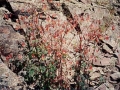 Columbines Against Rocks