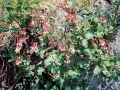 Columbines Against Rocks
