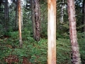 Moose-Rubbed Tree
