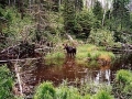 Moose near Chickenbone Lake