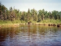 Moose near Chippewa Harbor