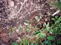 More Butterflies