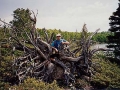 Stump on Island in Siskiwit Lake