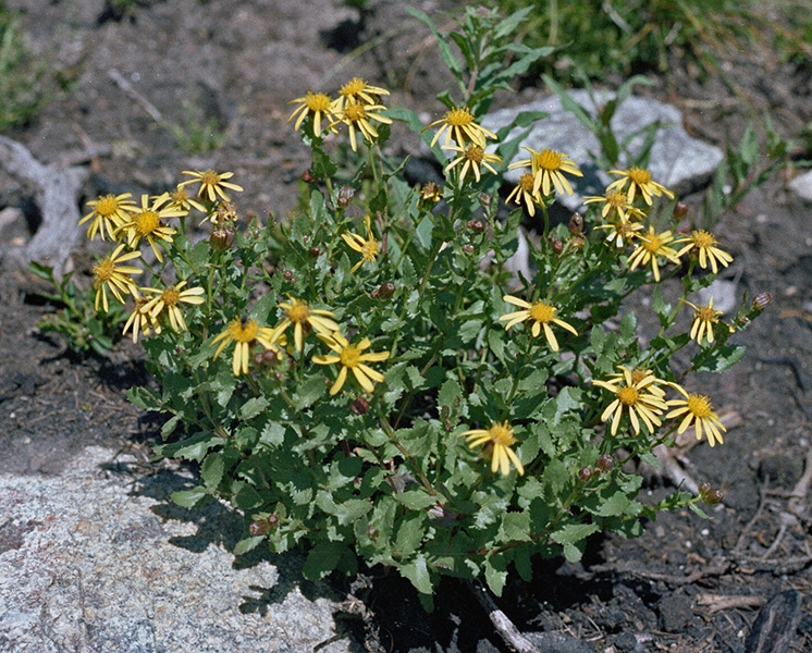 Wild Basin Hiking