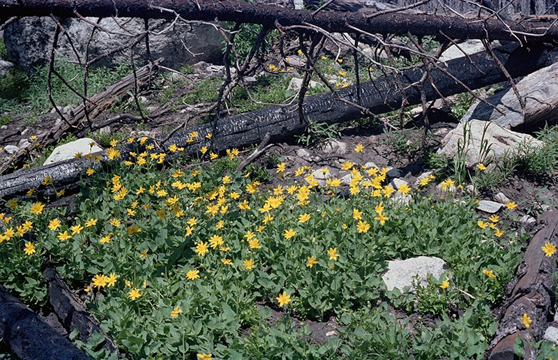 Wild Basin Hiking