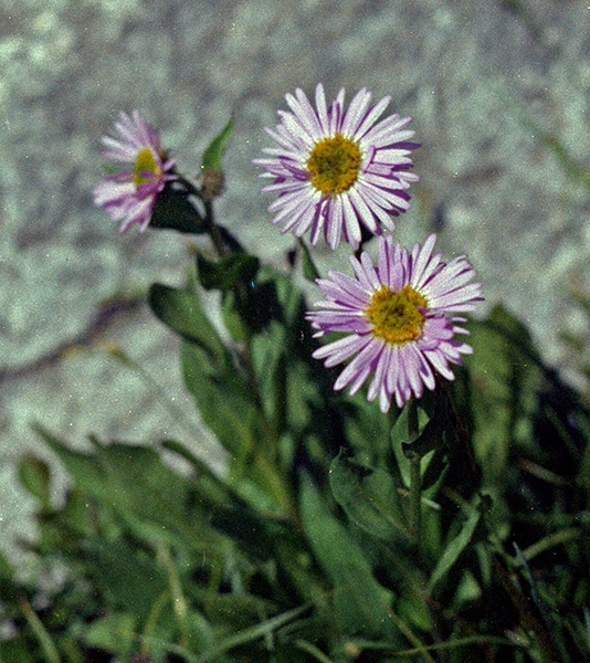 Wild Basin Hiking