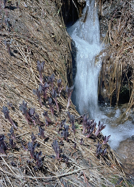 Wild Basin Hiking