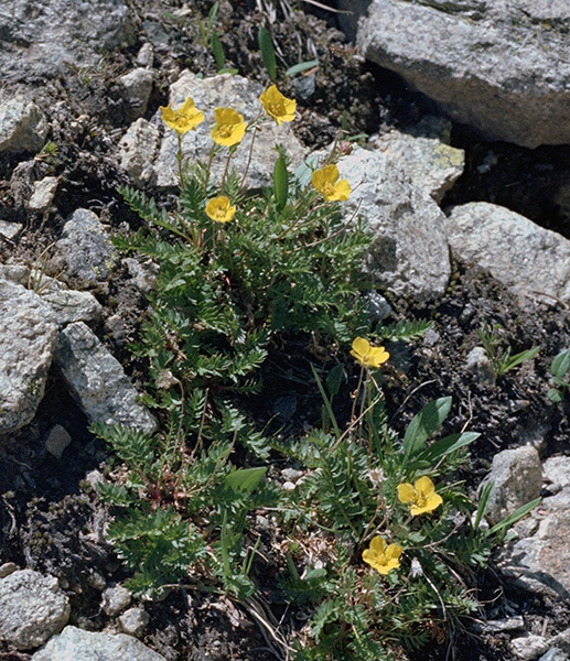Wild Basin Hiking
