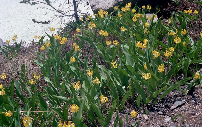 Wild Basin Hiking