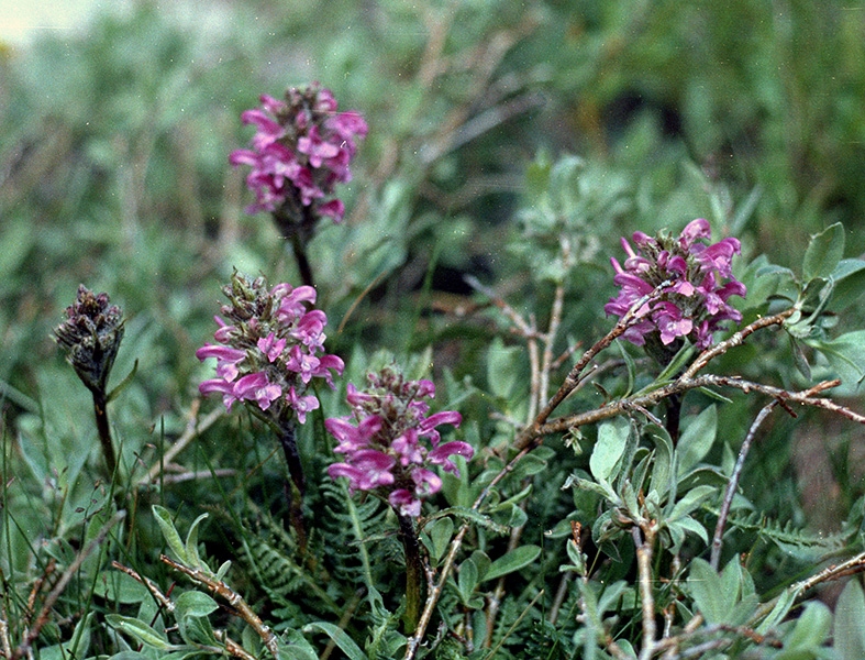 Wild Basin Hiking