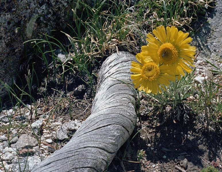 Wild Basin Hiking