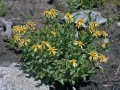 Wild Basin Hiking