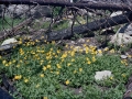 Wild Basin Hiking