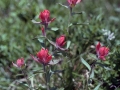 Wild Basin Hiking