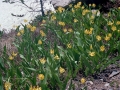 Wild Basin Hiking