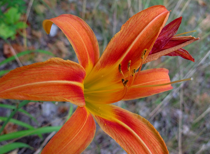 Flowers at Moeser's house in Traverse City