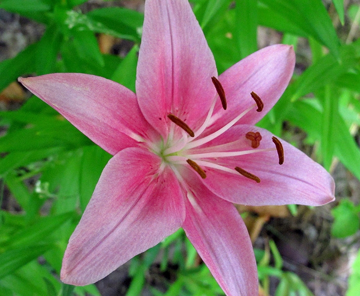 Flowers at Moeser's house in Traverse City