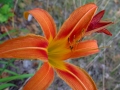 Flowers at Moeser's house in Traverse City