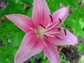 Flowers at Moeser's house in Traverse City