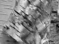 Shades of Gray