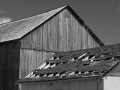Shades of Gray