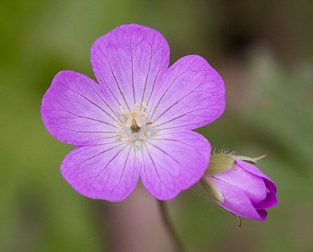 Spring Flowers