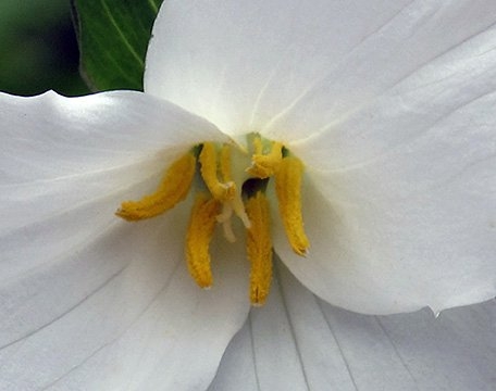 Spring Flowers