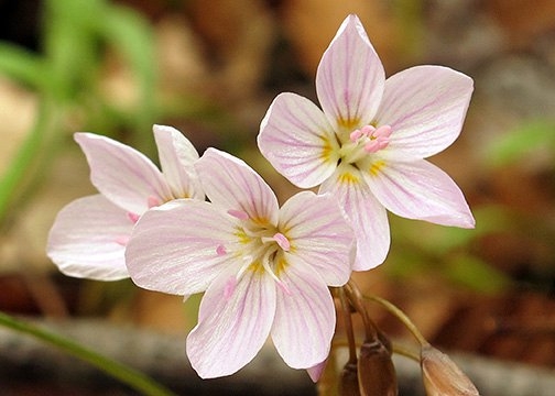 Spring Flowers